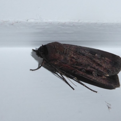 Agrotis infusa (Bogong Moth, Common Cutworm) at Flynn, ACT - 11 Oct 2019 by Christine