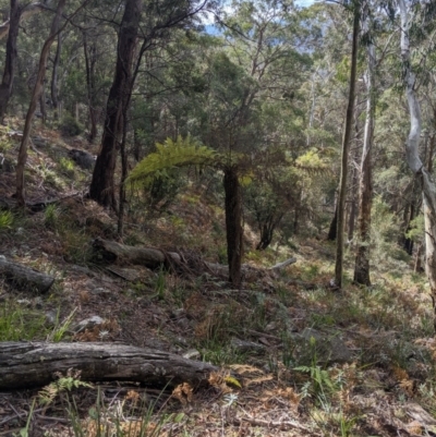Cyathea australis subsp. australis (Rough Tree Fern) at Deua National Park (CNM area) - 13 Oct 2019 by MattM