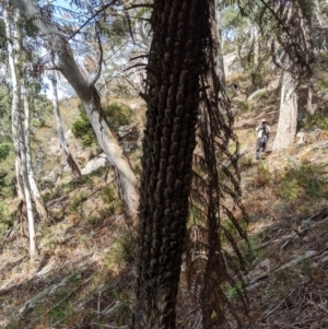 Cyathea australis subsp. australis at Wyanbene, NSW - 13 Oct 2019