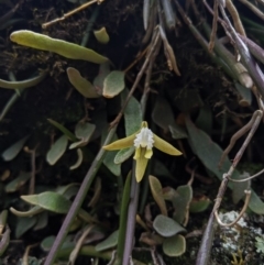 Dockrillia striolata (Streaked Rock Orchid) at Deua National Park (CNM area) - 13 Oct 2019 by MattM