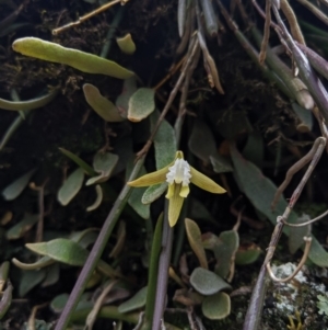 Dockrillia striolata at Wyanbene, NSW - 13 Oct 2019