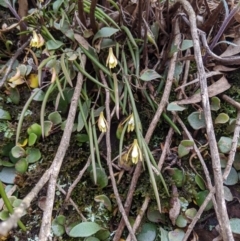 Dockrillia striolata at Wyanbene, NSW - 13 Oct 2019