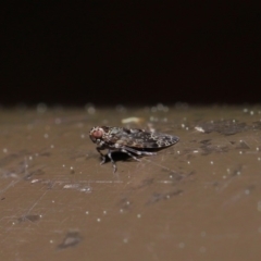 Fulgoroidea sp. (superfamily) at Acton, ACT - 24 Sep 2019