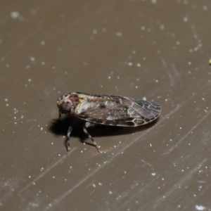 Fulgoroidea sp. (superfamily) at Acton, ACT - 24 Sep 2019