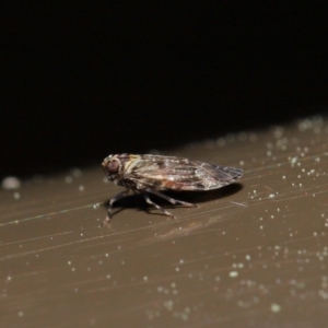 Fulgoroidea sp. (superfamily) at Acton, ACT - 24 Sep 2019