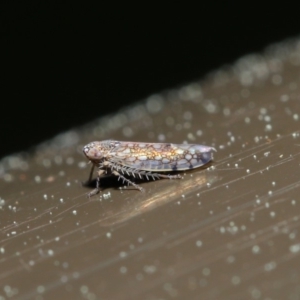 Orosius orientalis at Acton, ACT - 24 Sep 2019 01:47 PM