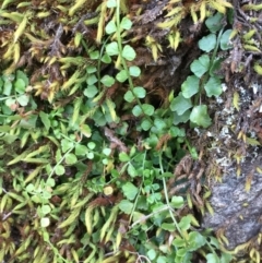 Asplenium flabellifolium (Necklace Fern) at The Ridgeway, NSW - 13 Oct 2019 by JaneR