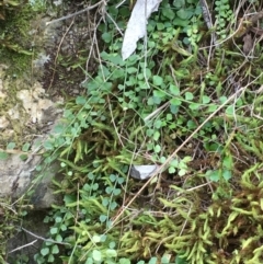 Asplenium flabellifolium at The Ridgeway, NSW - 13 Oct 2019 05:03 PM