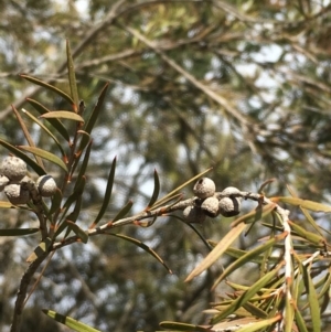 Callistemon sieberi at Kowen, ACT - 13 Oct 2019 03:29 PM