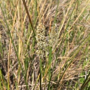 Carex appressa at Kowen, ACT - 13 Oct 2019