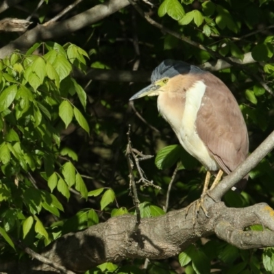Nycticorax caledonicus (Nankeen Night-Heron) at Bega, NSW - 13 Oct 2019 by Leo