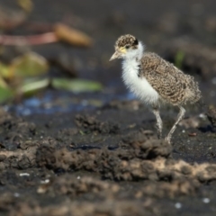 Vanellus miles (Masked Lapwing) at Bega, NSW - 13 Oct 2019 by Leo