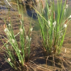 Carex gaudichaudiana (Fen Sedge) at Molonglo Gorge - 13 Oct 2019 by JaneR