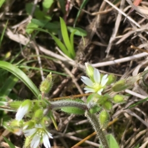 Cerastium glomeratum at Kowen, ACT - 13 Oct 2019 04:10 PM