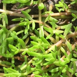 Crassula helmsii at Kowen, ACT - 13 Oct 2019