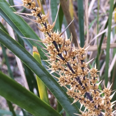 Lomandra longifolia (Spiny-headed Mat-rush, Honey Reed) at Kowen, ACT - 13 Oct 2019 by JaneR