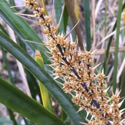 Lomandra longifolia (Spiny-headed Mat-rush, Honey Reed) at Molonglo Gorge - 13 Oct 2019 by JaneR