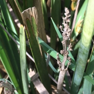 Lomandra longifolia at Kowen, ACT - 13 Oct 2019