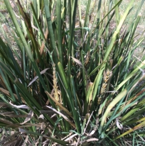 Lomandra longifolia at Kowen, ACT - 13 Oct 2019