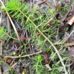 Myriophyllum sp. (Water-milfoil) at Kowen, ACT - 13 Oct 2019 by JaneR