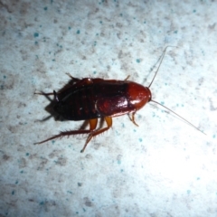 Paratemnopteryx couloniana (A native cockroach) at Aranda, ACT - 17 Dec 2015 by JanetRussell