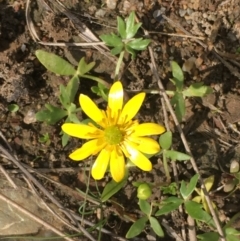 Ranunculus papulentus (Large River Buttercup) at Kowen, ACT - 13 Oct 2019 by JaneR