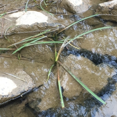 Cycnogeton sp. (Water Ribbons) at The Ridgeway, NSW - 13 Oct 2019 by JaneR