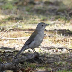 Colluricincla harmonica (Grey Shrikethrush) at Tennent, ACT - 6 Oct 2019 by MatthewFrawley
