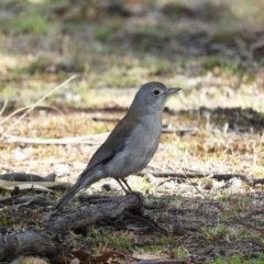 Colluricincla harmonica (Grey Shrikethrush) at Tennent, ACT - 5 Oct 2019 by MatthewFrawley