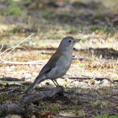 Colluricincla harmonica (Grey Shrikethrush) at Tennent, ACT - 6 Oct 2019 by MatthewFrawley