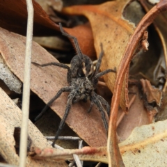 Venatrix sp. (genus) (Unidentified Venatrix wolf spider) at Tennent, ACT - 6 Oct 2019 by MatthewFrawley