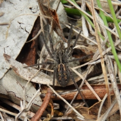 Venatrix sp. (genus) at Tennent, ACT - 6 Oct 2019