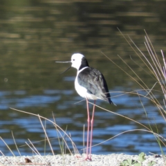 Himantopus leucocephalus (Pied Stilt) at Tuggeranong Creek to Monash Grassland - 8 Oct 2019 by MatthewFrawley