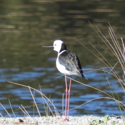 Himantopus leucocephalus (Pied Stilt) at Monash, ACT - 8 Oct 2019 by MatthewFrawley