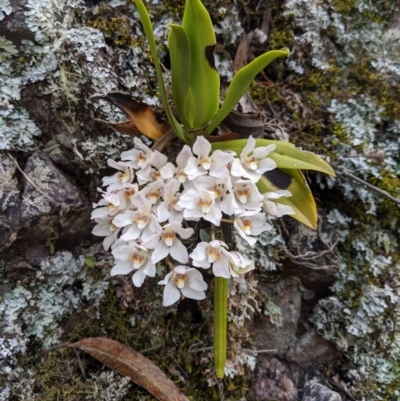 Sarcochilus falcatus (Orange Blossum Orchid) by MattM