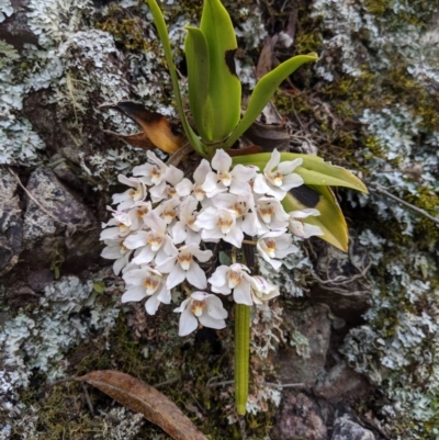 Sarcochilus falcatus (Orange Blossum Orchid) by MattM