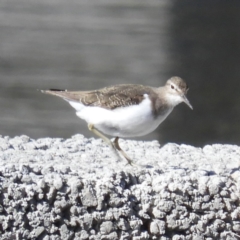 Actitis hypoleucos (Common Sandpiper) at Tuggeranong Creek to Monash Grassland - 8 Oct 2019 by MatthewFrawley