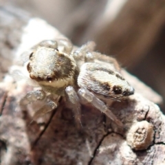 Salticidae (family) (Unidentified Jumping spider) at Spence, ACT - 13 Oct 2019 by Laserchemisty