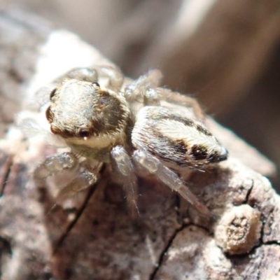 Salticidae (family) (Jumping spider) at Spence, ACT - 13 Oct 2019 by Laserchemisty