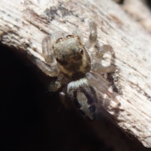 Salticidae (family) at Spence, ACT - 13 Oct 2019