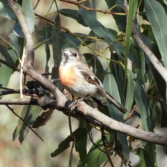 Petroica boodang (Scarlet Robin) at Tennent, ACT - 5 Oct 2019 by MatthewFrawley
