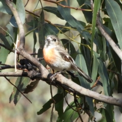 Petroica boodang (Scarlet Robin) at Tennent, ACT - 6 Oct 2019 by MatthewFrawley