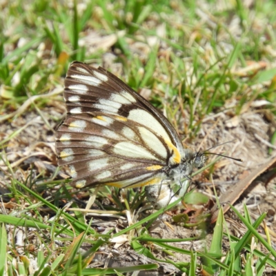 Belenois java (Caper White) at Tennent, ACT - 6 Oct 2019 by MatthewFrawley