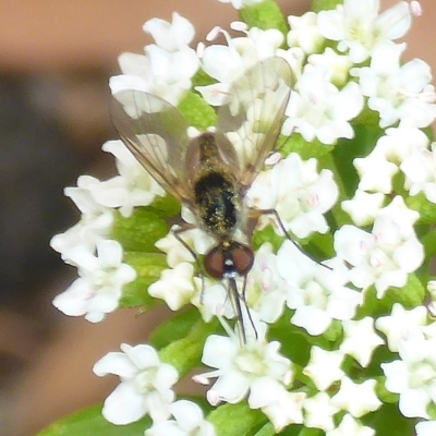 Geron sp. (genus) (Slender Bee Fly) at Aranda, ACT - 31 Dec 2015 by JanetRussell