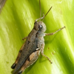 Phaulacridium vittatum (Wingless Grasshopper) at Aranda, ACT - 1 Jan 2016 by JanetRussell