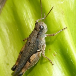 Phaulacridium vittatum at Aranda, ACT - 1 Jan 2016 12:14 PM