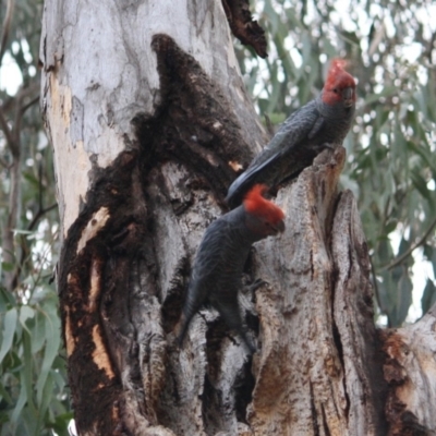 Callocephalon fimbriatum (Gang-gang Cockatoo) at Hughes, ACT - 10 Oct 2019 by LisaH