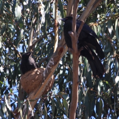 Corcorax melanorhamphos (White-winged Chough) at Hughes, ACT - 10 Oct 2019 by LisaH