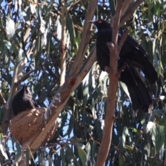 Corcorax melanorhamphos at Hughes, ACT - 10 Oct 2019 11:52 AM