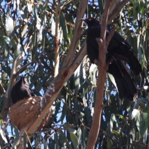 Corcorax melanorhamphos at Hughes, ACT - 10 Oct 2019